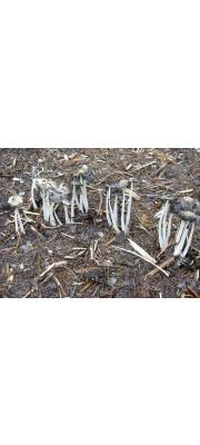 고약흙물버섯(초가두엄먹물버섯, 고약먹물버섯) (Coprinopsis kimurae (Hongo &amp; Aoki) Readh., Vilg. &amp; Monc. > Coprinus kimurae Hongo &amp; Aoki)