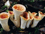 붉은나팔버섯 (Gomphus floccosus (Schw.) Sing.)
