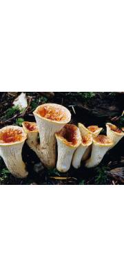 붉은나팔버섯 (Gomphus floccosus (Schw.) Sing.)