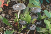 솜털흙물버섯(솜털두엄먹물버섯부치,  솜털먹물버섯붙이) (Coprinopsis lagopides (Karst.) Readh., Vilg. & Monc. 솜털흙물버섯(솜털두엄먹물버섯부) > Coprinus lagopides P. Karst.)