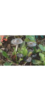 솜털흙물버섯(솜털두엄먹물버섯부치,  솜털먹물버섯붙이) (Coprinopsis lagopides (Karst.) Readh., Vilg. &amp; Monc. 솜털흙물버섯(솜털두엄먹물버섯부) > Coprinus lagopides P. Karst.)