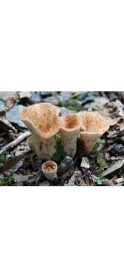 황토나팔버섯(후지나팔버섯, 녹변나팔버섯) (Gomphus fujisanensis (S. Ito) Parmasto)