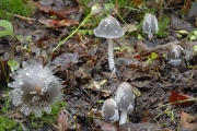 흰가루흙물버섯(흰가루눈물버섯) (Coprinopsis jonesii (Peck) Redhead, Vilg. & Monc.)