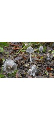 흰가루흙물버섯(흰가루눈물버섯) (Coprinopsis jonesii (Peck) Redhead, Vilg. &amp; Monc.)