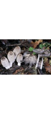 소녀흙물버섯(소녀먹물버섯, 소녀두엄먹물버섯) (Coprinopsis lagopus (Fr.) Readh., Vilg. &amp; Monc.  > Coprinus lagopus (Fr.) Fr.)