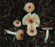 주홍여우갓버섯아재비 (Leucoagaricus rubrotinctoides Murr.)