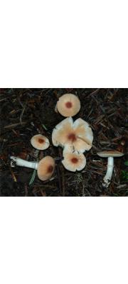 주홍여우갓버섯아재비 (Leucoagaricus rubrotinctoides Murr.)