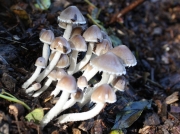 회색흙물버섯(회색눈물버섯) (Coprinopsis marcescibilis (Britz.) Örst. & Larss  > Psathyrella marcescibilis (Britz.) Sing.)