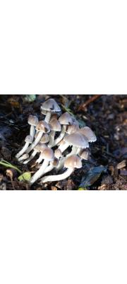 회색흙물버섯(회색눈물버섯) (Coprinopsis marcescibilis (Britz.) Örst. &amp; Larss  > Psathyrella marcescibilis (Britz.) Sing.)