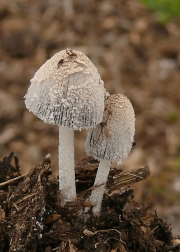 갈색비듬흙물버섯(갈색비듬두엄먹물버섯, 갈색비듬먹물버섯) (Coprinopsis narcotica (Batsch) Readh., Vilg. & Monc.  > Coprinus narcoticus (Batsch.) Fr.)