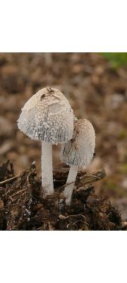 갈색비듬흙물버섯(갈색비듬두엄먹물버섯, 갈색비듬먹물버섯) (Coprinopsis narcotica (Batsch) Readh., Vilg. &amp; Monc.  > Coprinus narcoticus (Batsch.) Fr.)