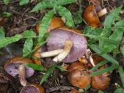 자주버섯(자주깔때기송이) (Tricholosporum porphyrophyllum (S. Imai) Guzmán ex T.J. Baroni  > Tricholoma porphyrophyllum S. Imai)