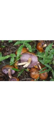자주버섯(자주깔때기송이) (Tricholosporum porphyrophyllum (S. Imai) Guzmán ex T.J. Baroni  > Tricholoma porphyrophyllum S. Imai)