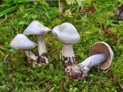 흰보라끈적버섯 (Cortinarius alboviolaceus (Pers.) Fr.)