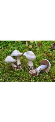 흰보라끈적버섯 (Cortinarius alboviolaceus (Pers.) Fr.)