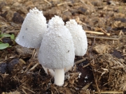 원추흙물버섯(원추두엄먹물버섯, 원추먹물버섯) (Coprinopsis nivea (Pers.) Readh., Vilg. & Monc.  > Coprinus niveus (Pers.) Fr.)