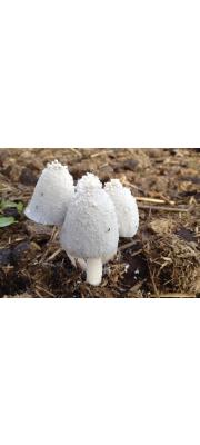 원추흙물버섯(원추두엄먹물버섯, 원추먹물버섯) (Coprinopsis nivea (Pers.) Readh., Vilg. &amp; Monc.  > Coprinus niveus (Pers.) Fr.)
