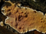 누런살색구멍버섯 (Junghuhnia luteoalba (P. Karst.) Ryv.)