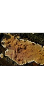 누런살색구멍버섯 (Junghuhnia luteoalba (P. Karst.) Ryv.)