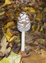 까치흙물버섯(까치흙먹물버섯) (Coprinopsis picacea (Bull.) Redh., Vilg. & Monc.  > Coprinus picaceus (Bull.) Gray)