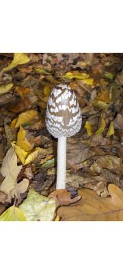 까치흙물버섯(까치흙먹물버섯) (Coprinopsis picacea (Bull.) Redh., Vilg. &amp; Monc.  > Coprinus picaceus (Bull.) Gray)