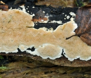 좀살색구멍버섯(살색구멍버섯) (Junghuhnia nitida (Pers.) Ryv.)
