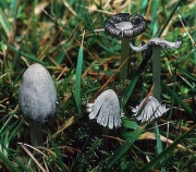 반가루흙물버섯(반가루눈물버섯) (Coprinopsis semitalis P.D. Orton, Redhead, Vilg. & Monc.)