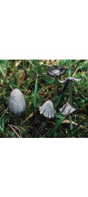 반가루흙물버섯(반가루눈물버섯) (Coprinopsis semitalis P.D. Orton, Redhead, Vilg. &amp; Monc.)
