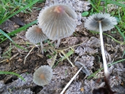 균핵흙물버섯(흰가루두엄먹물버섯, 흰가루먹물버섯) (Coprinopsis tuberosa (Quél.) Dov., Gran. & Lunqh. > Coprinus stercorarius  Sacc.  >  Coprinus tuberosus Quél.)