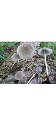 균핵흙물버섯(흰가루두엄먹물버섯, 흰가루먹물버섯) (Coprinopsis tuberosa (Quél.) Dov., Gran. &amp; Lunqh. > Coprinus stercorarius  Sacc.  >  Coprinus tuberosus Quél.)