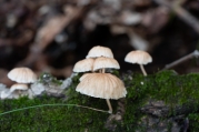 갈색선녀버섯(고려선녀버섯) (Marasmiellus koreanus Antonín, Ryoo & H. D. Shin)