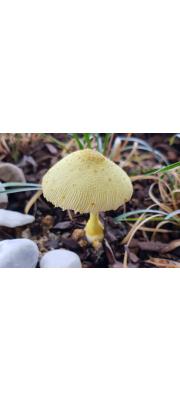 노란각시버섯(노란홈갓버섯) (Leucocoprinus birnbaumii (Corda) Sing. >Lepiota luteus (Bolt) Rocq.(노란홈갓버섯))
