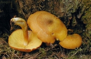 장식솔버섯 (Tricholomopsis decora (Fr.) Sing.)