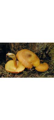 장식솔버섯 (Tricholomopsis decora (Fr.) Sing.)
