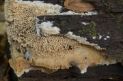 송곳버섯 (Mycoacia fuscoatra (Fr.) Donk)