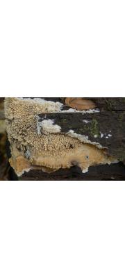 송곳버섯 (Mycoacia fuscoatra (Fr.) Donk)