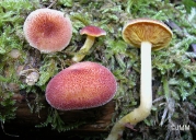 꽃솔버섯 (Tricholomopsis flammula Métrod)