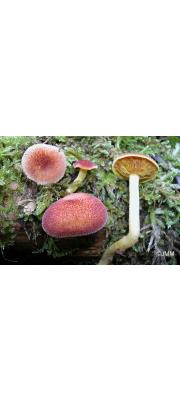 꽃솔버섯 (Tricholomopsis flammula Métrod)