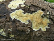 젖은송곳버섯 (Mycoacia uda (Fr.) Donk)