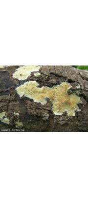 젖은송곳버섯 (Mycoacia uda (Fr.) Donk)