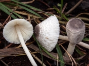 갈색중심각시버섯 (Leucocoprinus brebissonii (Godley) Locq.)