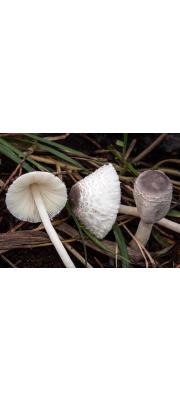 갈색중심각시버섯 (Leucocoprinus brebissonii (Godley) Locq.)