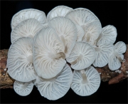 하얀선녀버섯(하얀마른가지버섯) (Marasmiellus candidus (Bolt.) Sing.  > Marasmius candidus (Bolt.) Fr.)