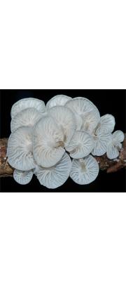 하얀선녀버섯(하얀마른가지버섯) (Marasmiellus candidus (Bolt.) Sing.  > Marasmius candidus (Bolt.) Fr.)