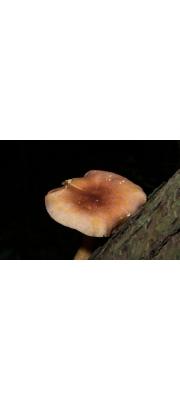 솔버섯 (Tricholomopsis rutilans (Schaeff.) Sing.)