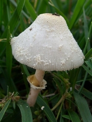 흰가루각시버섯 (노란날개각시버섯, 노란각시버섯) (Leucocoprinus cepistipes (Sowerby) Pat.)