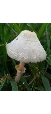 흰가루각시버섯 (노란날개각시버섯, 노란각시버섯) (Leucocoprinus cepistipes (Sowerby) Pat.)