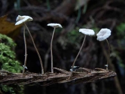 삼나무선녀버섯(삼나무마른가지버섯) (Marasmiellus chamaecyparidis (Hongo) Hongo  > Marasmius chamaecyparidis)