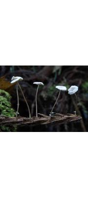 삼나무선녀버섯(삼나무마른가지버섯) (Marasmiellus chamaecyparidis (Hongo) Hongo  > Marasmius chamaecyparidis)