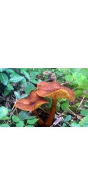 대솔버섯(조릿대솔버섯) (Tricholomopsis sasae Hongo)